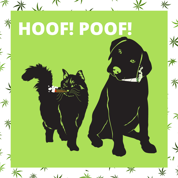 What should you do if your dog eats your weed?