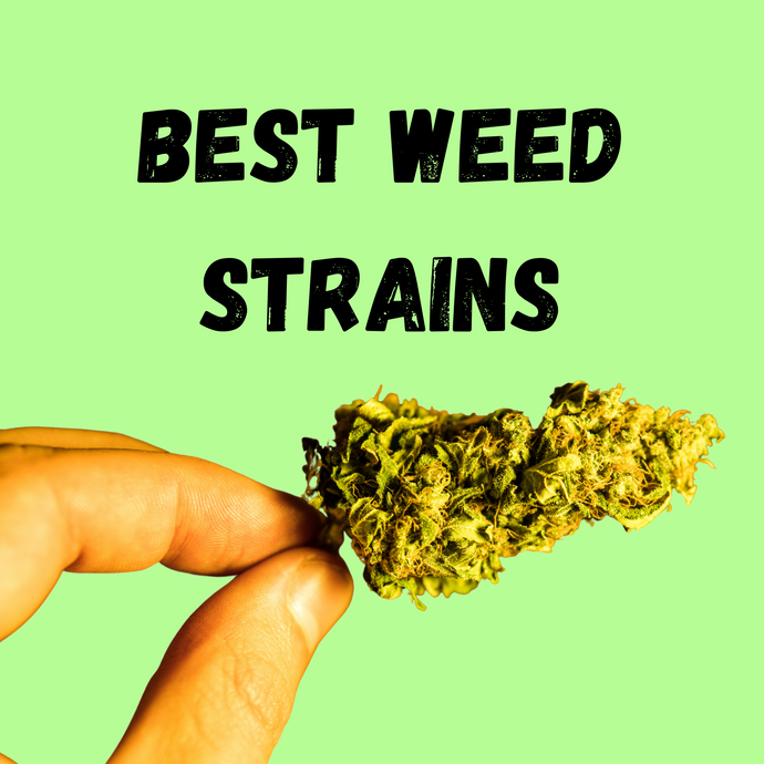 The Best Weed Strains For Studying Or Developing Focus