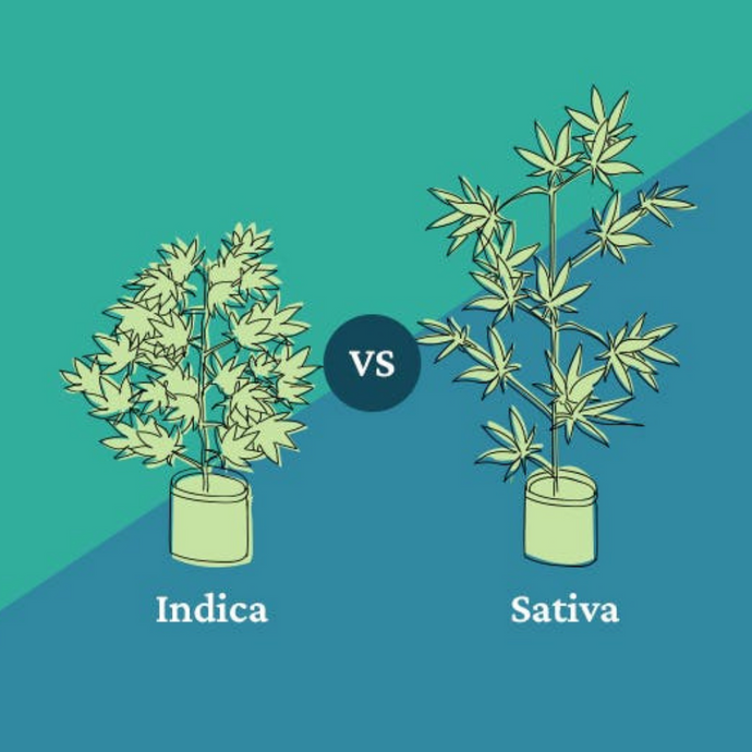 Sativa vs. Indica