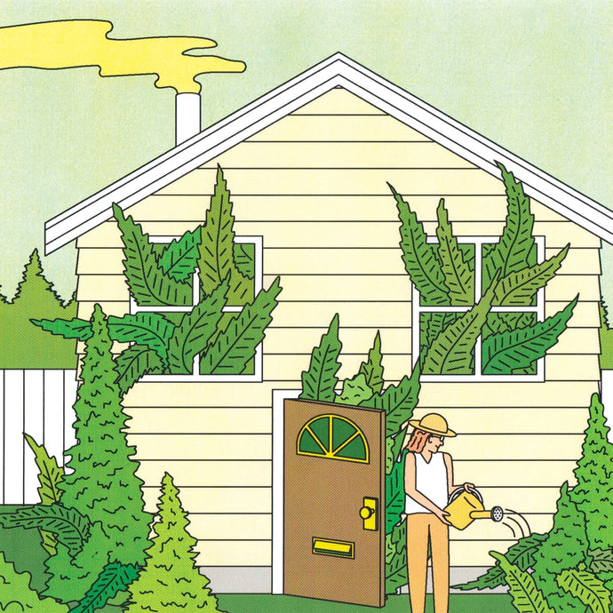 How to start growing cannabis at home? The complete guide